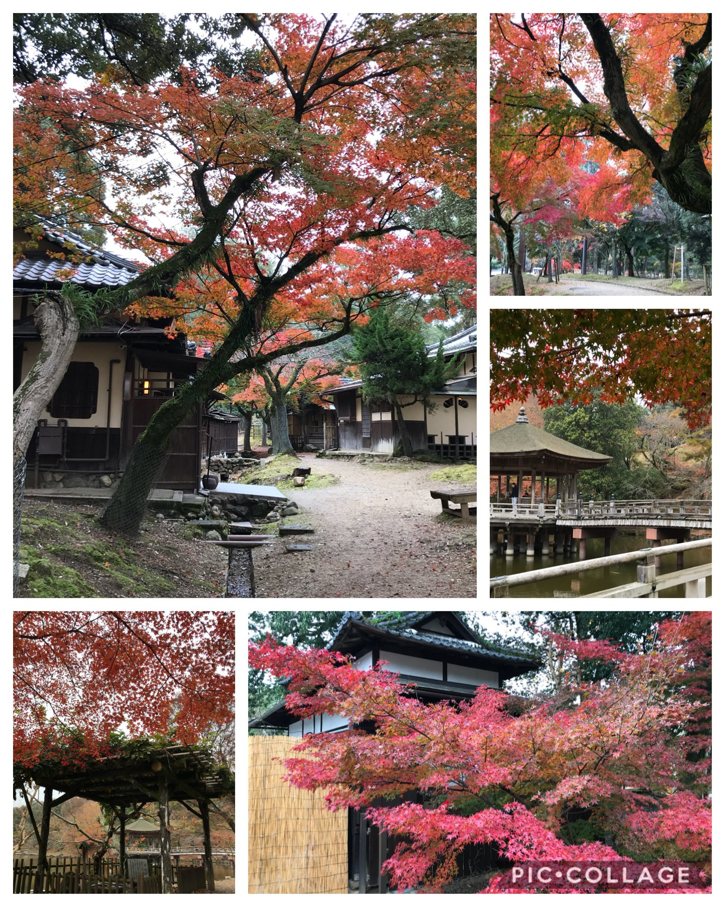 奈良の紅葉は見頃♪芸術の4D体験♪