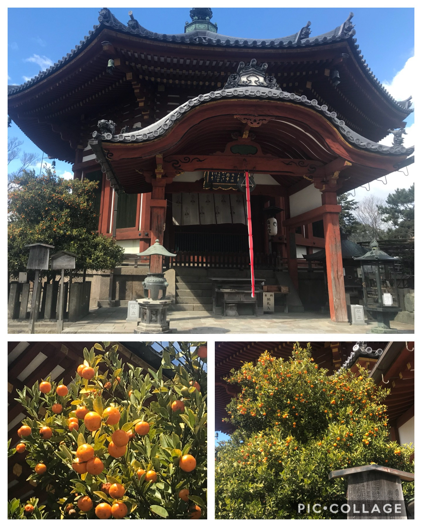 興福寺南円堂の四季橘より。