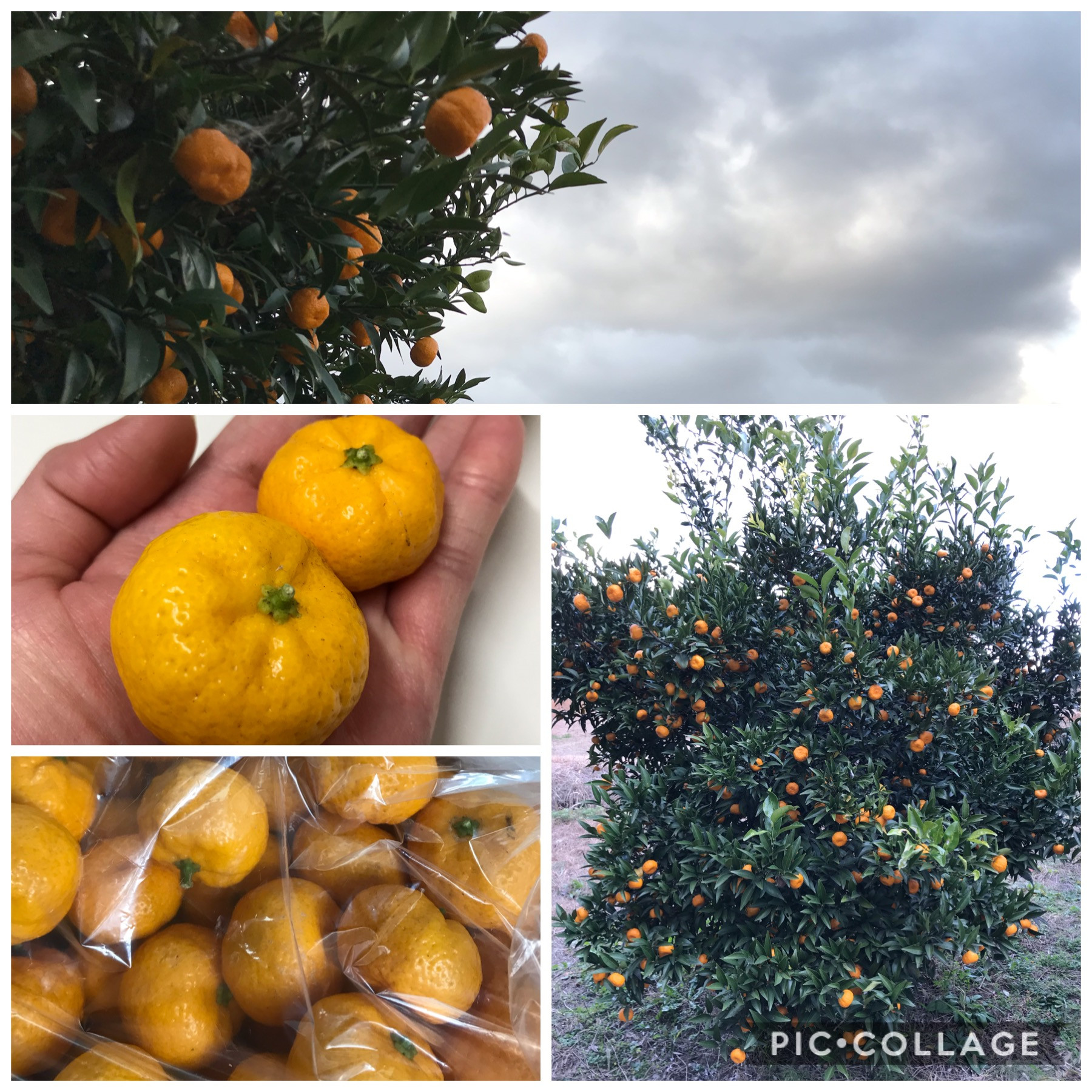 来年度分の大和橘精油分の収穫！！