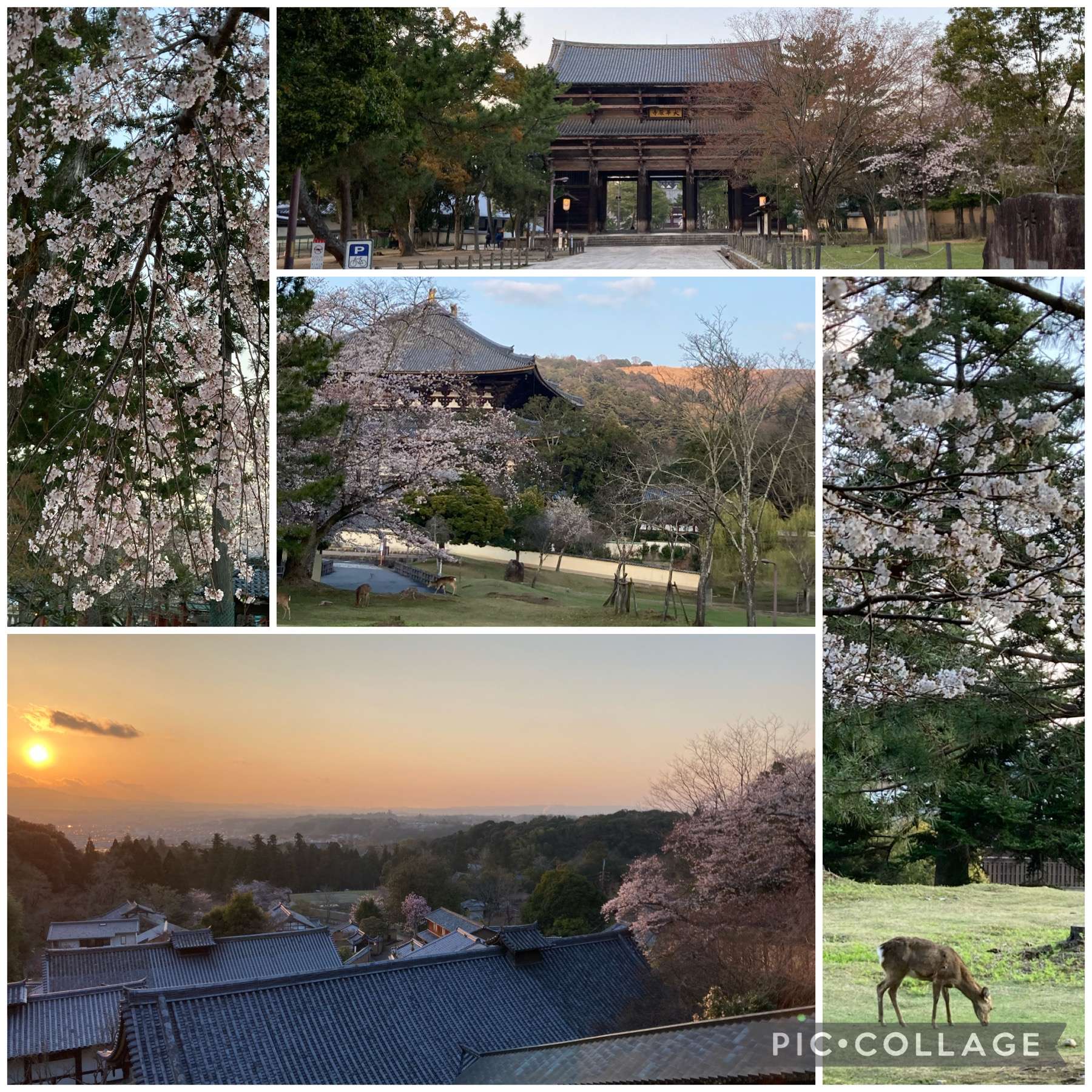 奈良公園桜は五分咲き。四月の香りは♪